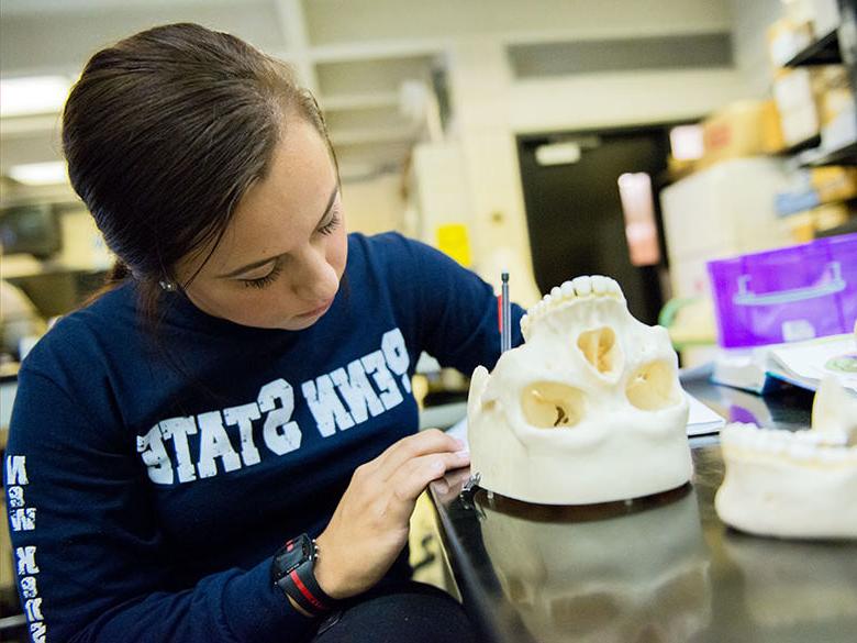 A biology student examines a skull